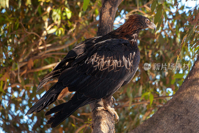 楔尾鹰(Aquila audax)